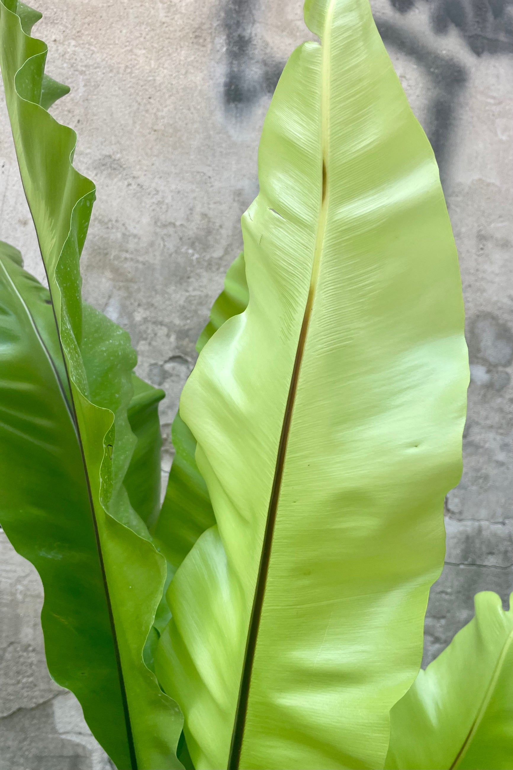 Close photo of green leaves and black veins of Asplenium nidus Bird's nest fern leaves. ©Sprout Home