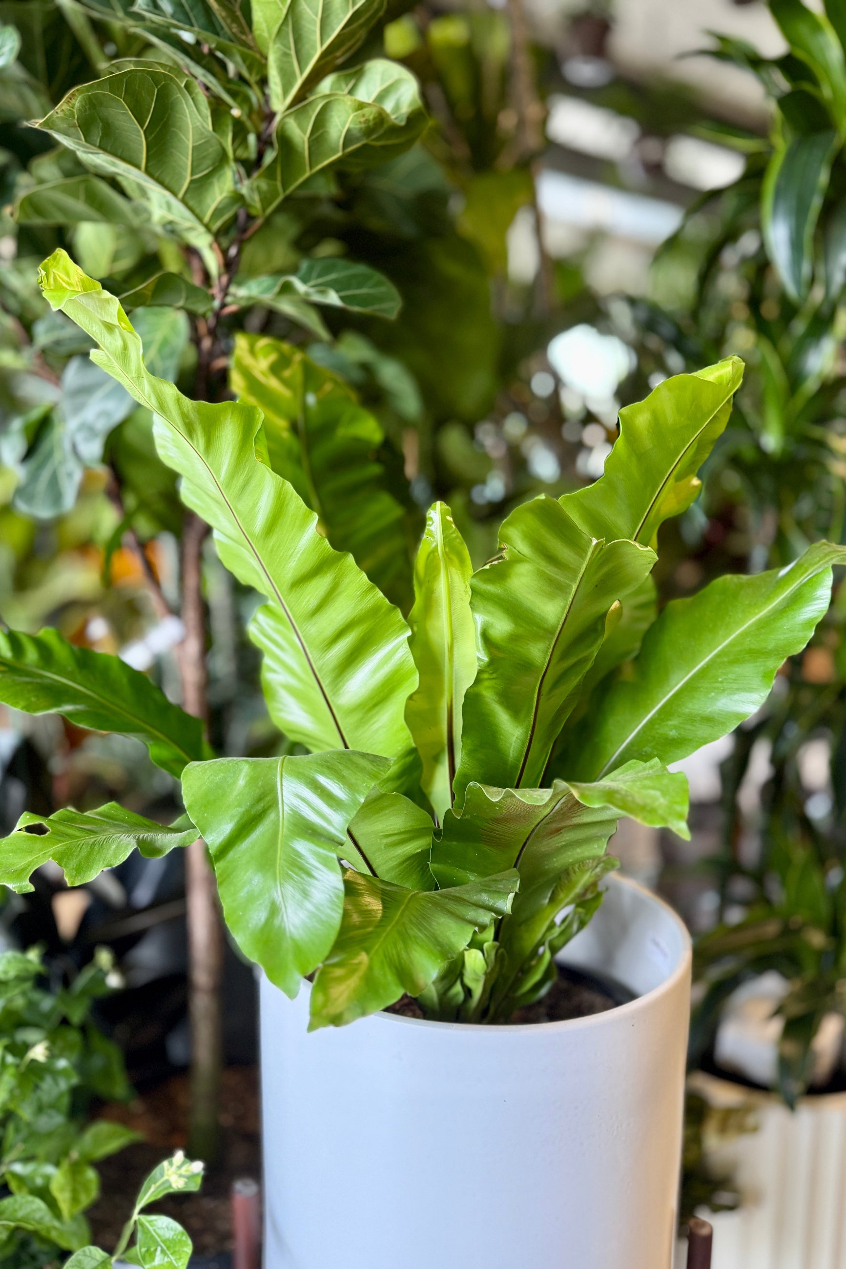 Potted Asplenium nidus "Bird's Nest Fern" 12" with large green leaves in a white pot ©Sprout Home