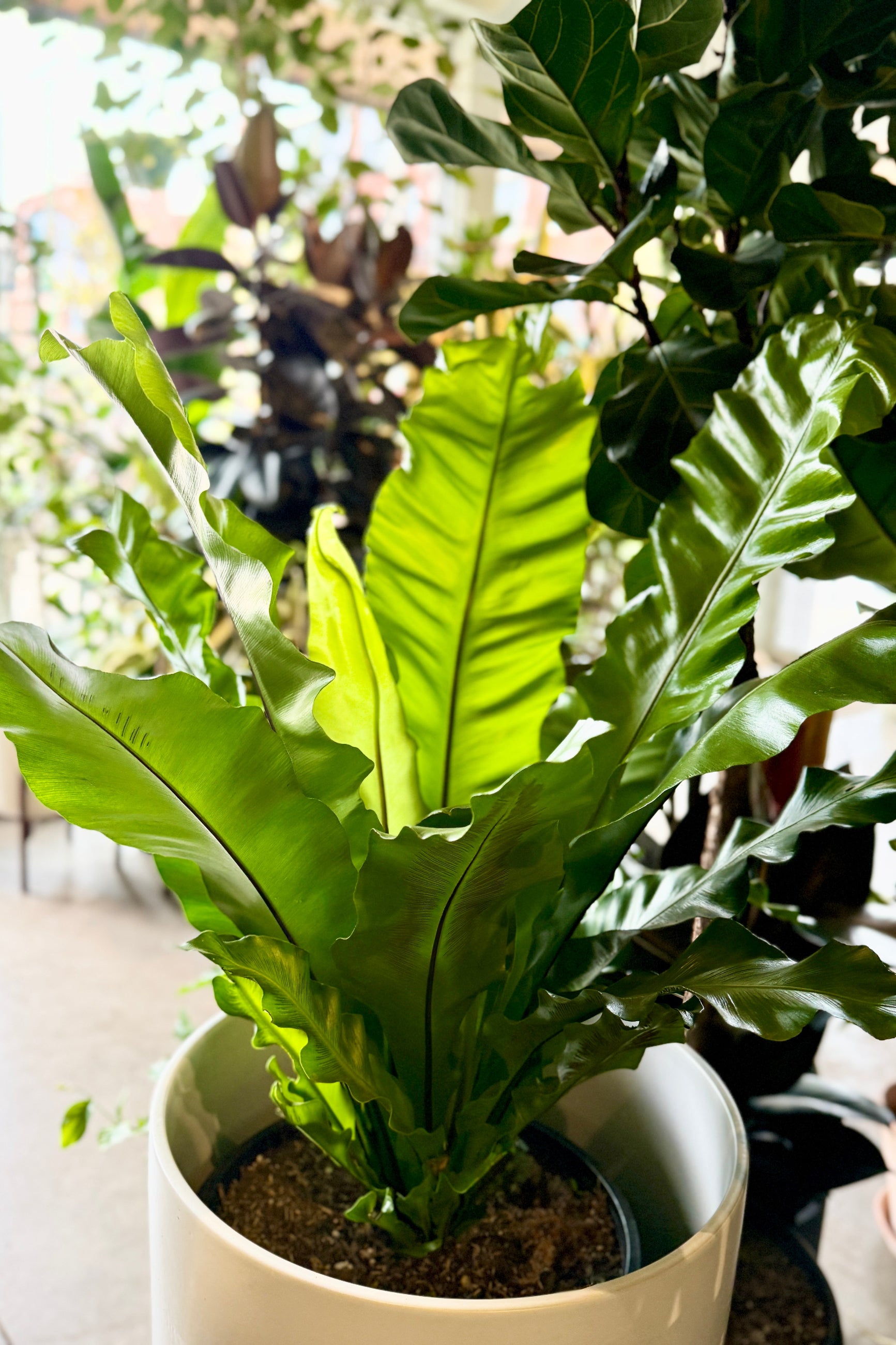 Asplenium nidus "Bird's Nest Fern" 12" plant with large green leaves in a white pot ©Sprout Home