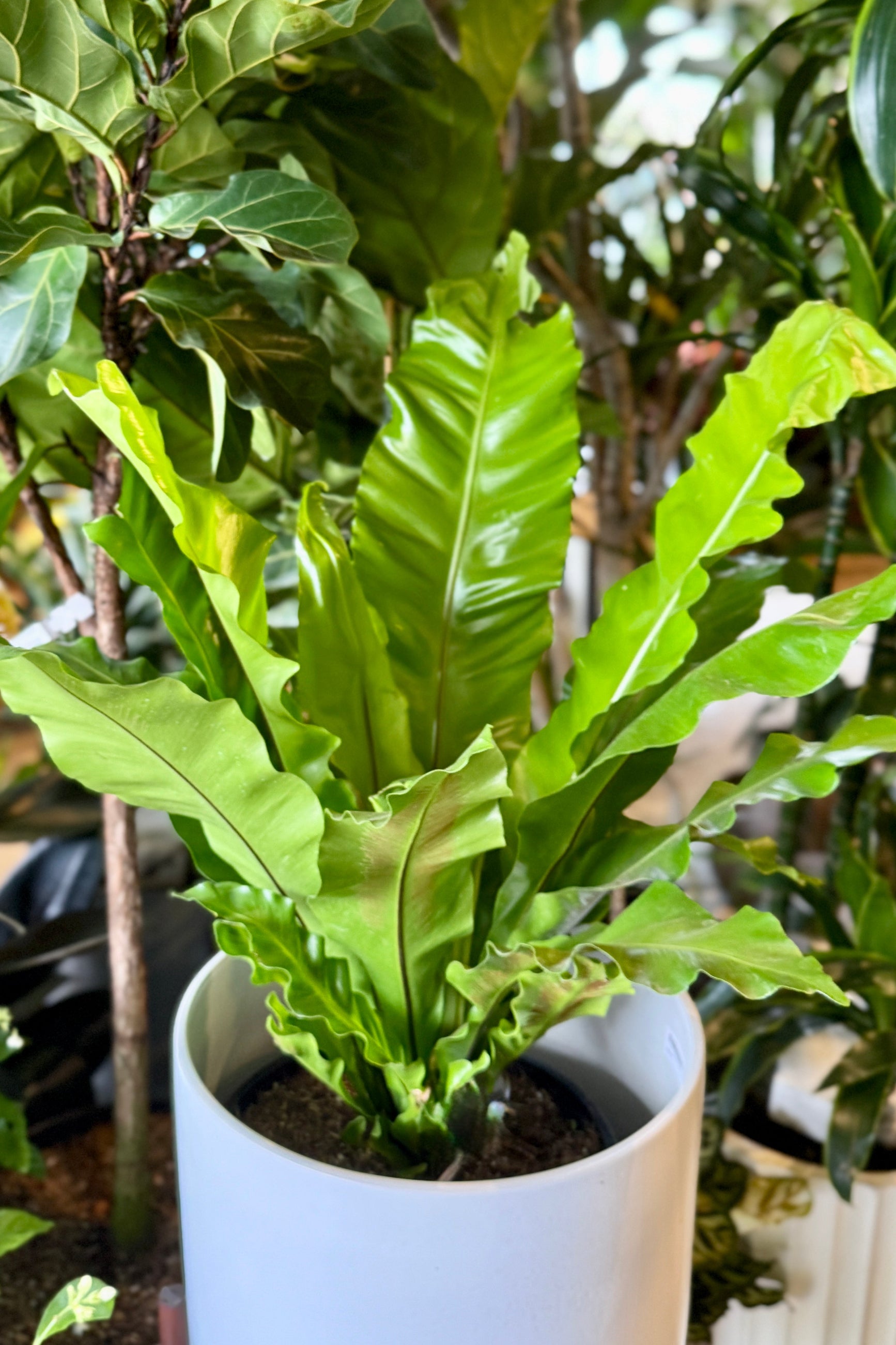  Asplenium nidus "Bird's Nest Fern" 12" in a white cachepot with large green leaves in a garden setting ©Sprout Home