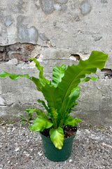 Photo of a green fern in a green pot against a cement wall. The fern is an Asplenium nidue or "bird's nest" fern and the long broad leaves have a black middle vein and grow from a central rosette.