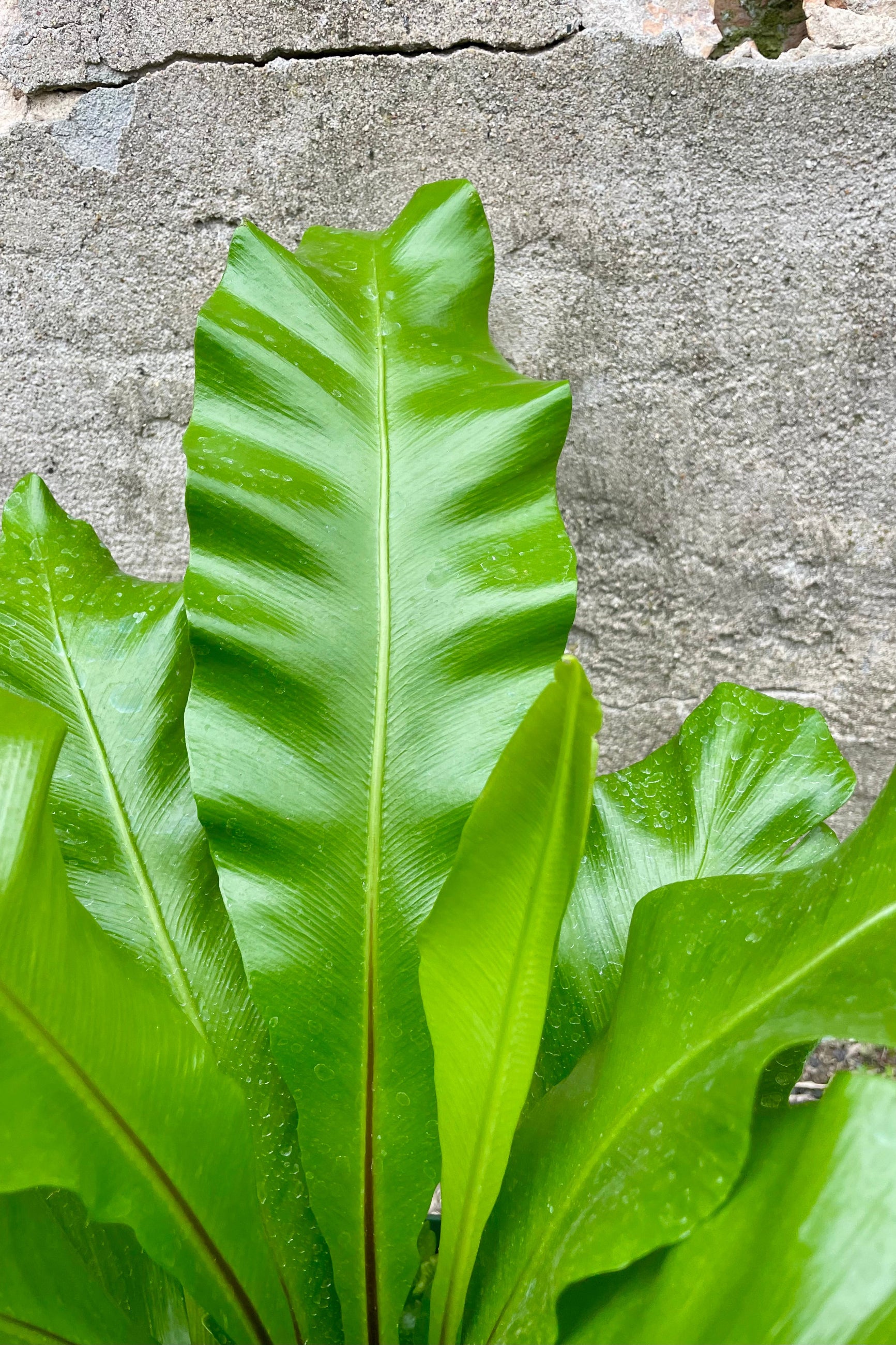 Close up Photo of a green fern in a green pot against a cement wall. The fern is an Asplenium nidue or "bird's nest" fern and the long broad leaves have a black middle vein and grow from a central rosette. ©Sprout Home 