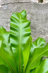 Close up Photo of a green fern in a green pot against a cement wall. The fern is an Asplenium nidue or "bird's nest" fern and the long broad leaves have a black middle vein and grow from a central rosette.