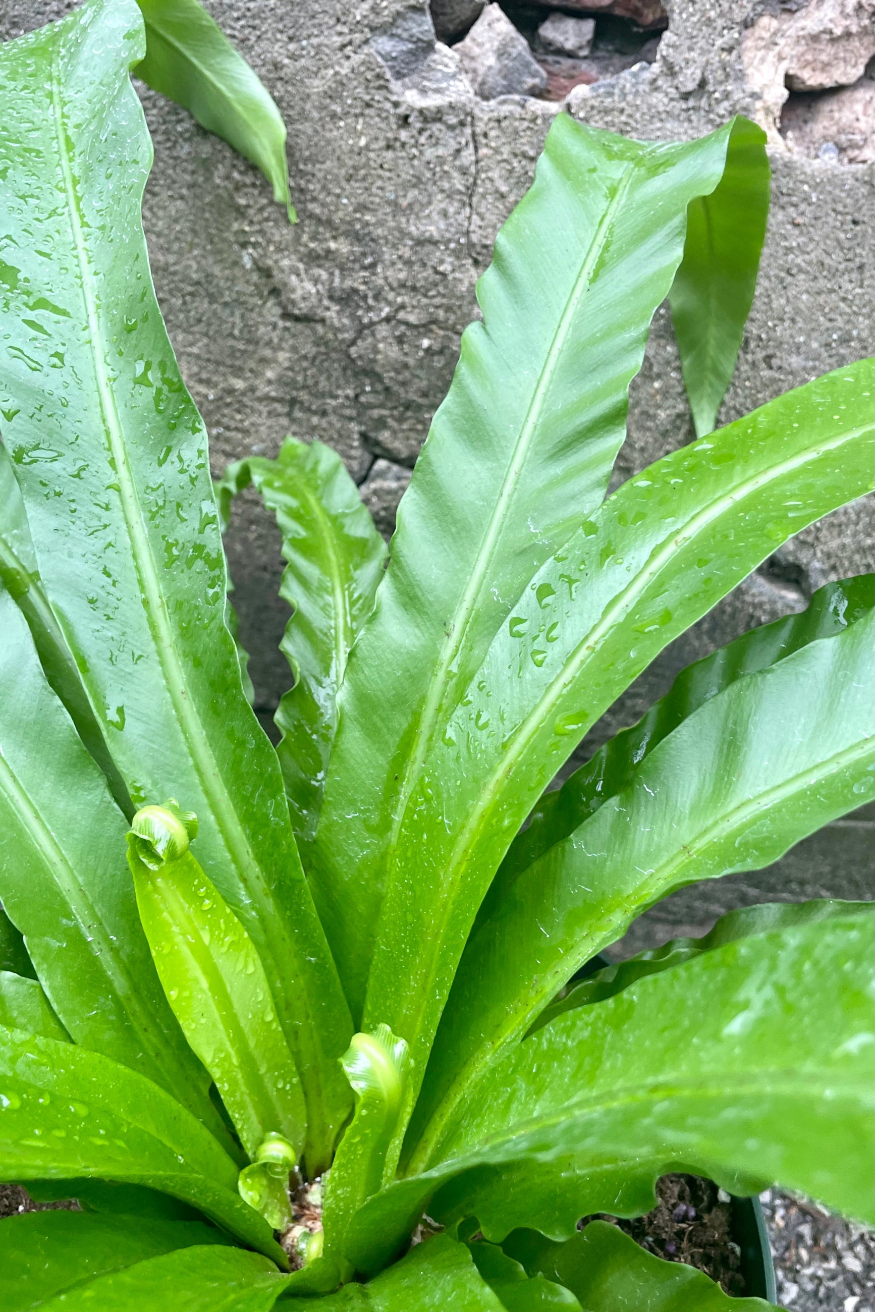 Close photo of green leaves and central crown of Asplenium nidus 'Japanese' birdnest fern ©Sprout Home 
