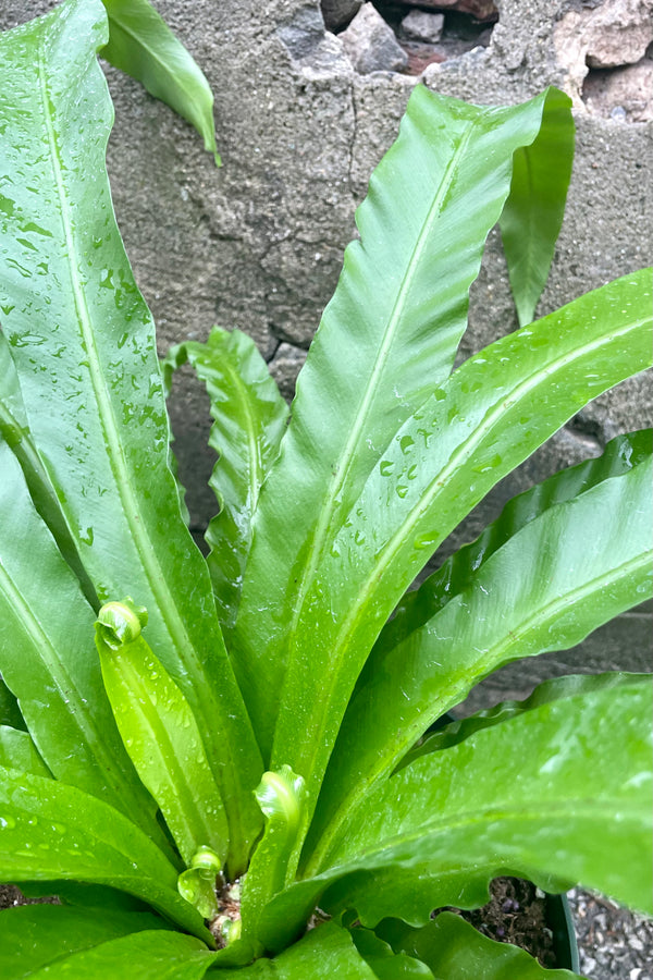 Close photo of green leaves and central crown of Asplenium nidus 'Japanese' birdnest fern