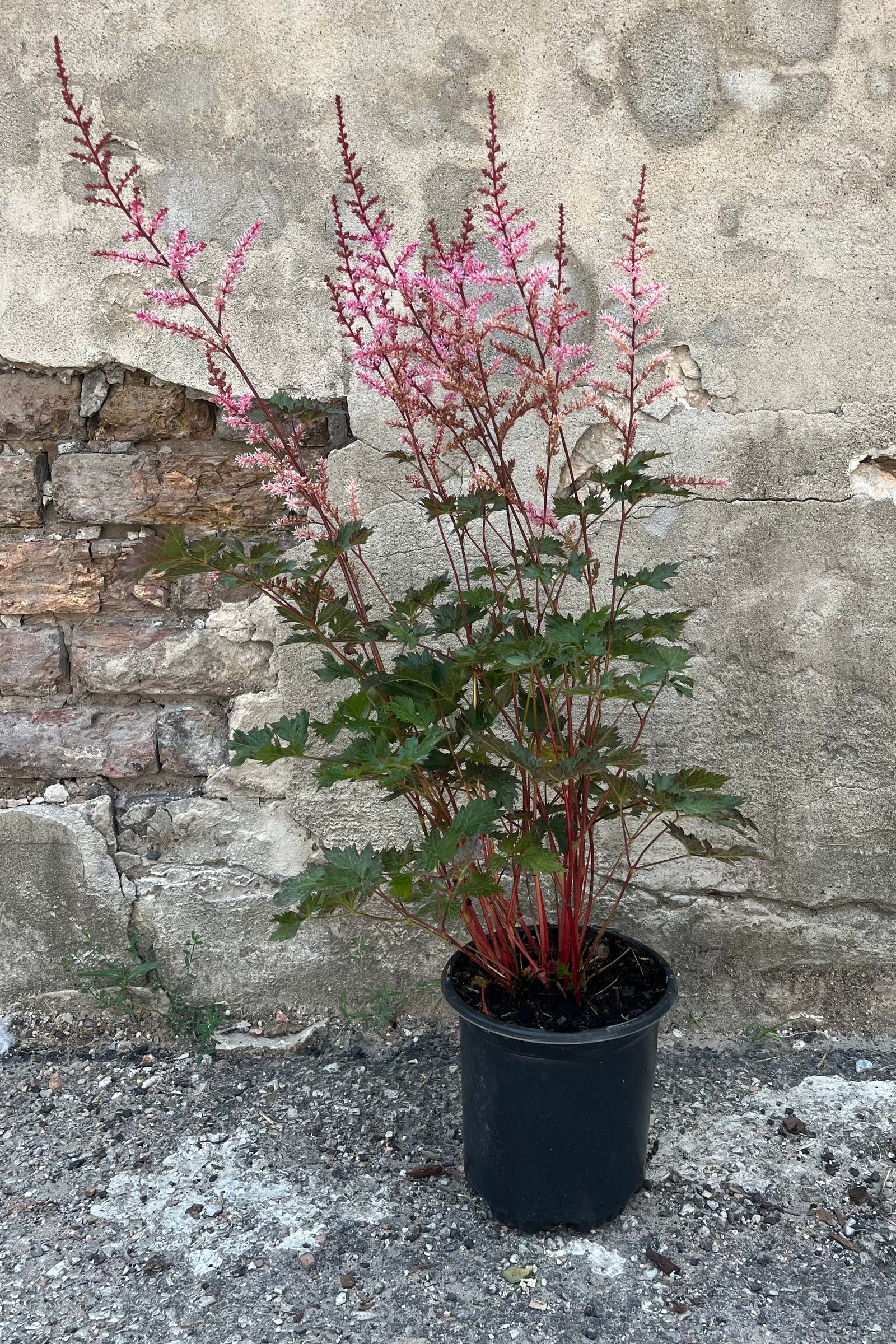 18 Astilbe Delft Lace - Live Plants - aka Dwarf Plume Flower - a deep salmon-pink, opens to soft apricot-pink blooms outlet with red stems.