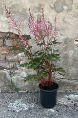 Astilbe 'Delft Lace'' in a #1 growers pot, shown in mid-summer with soft apricot pink flowers, attractive green foliage held up by beautiful burgundy stems