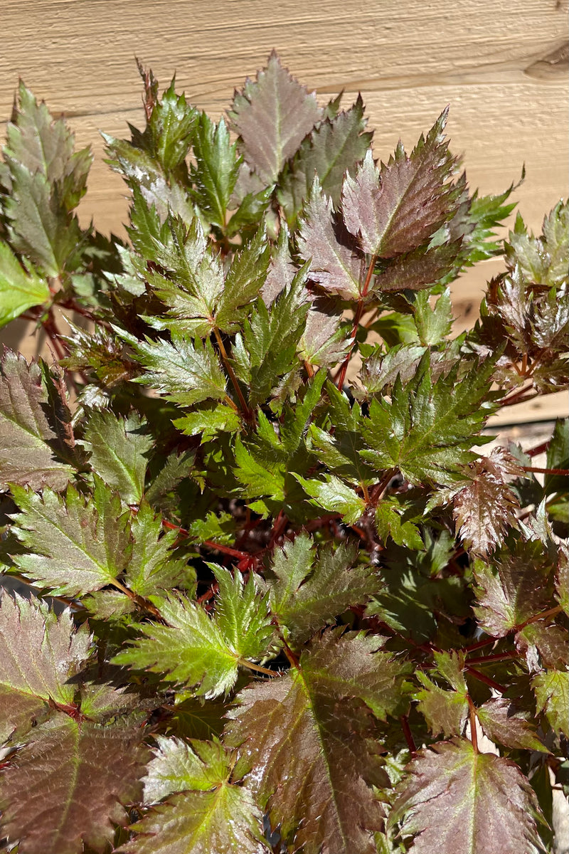 The green tinged with rust foliage of the Astilbe 'Delft Lace' the beginning of May before bloom. 