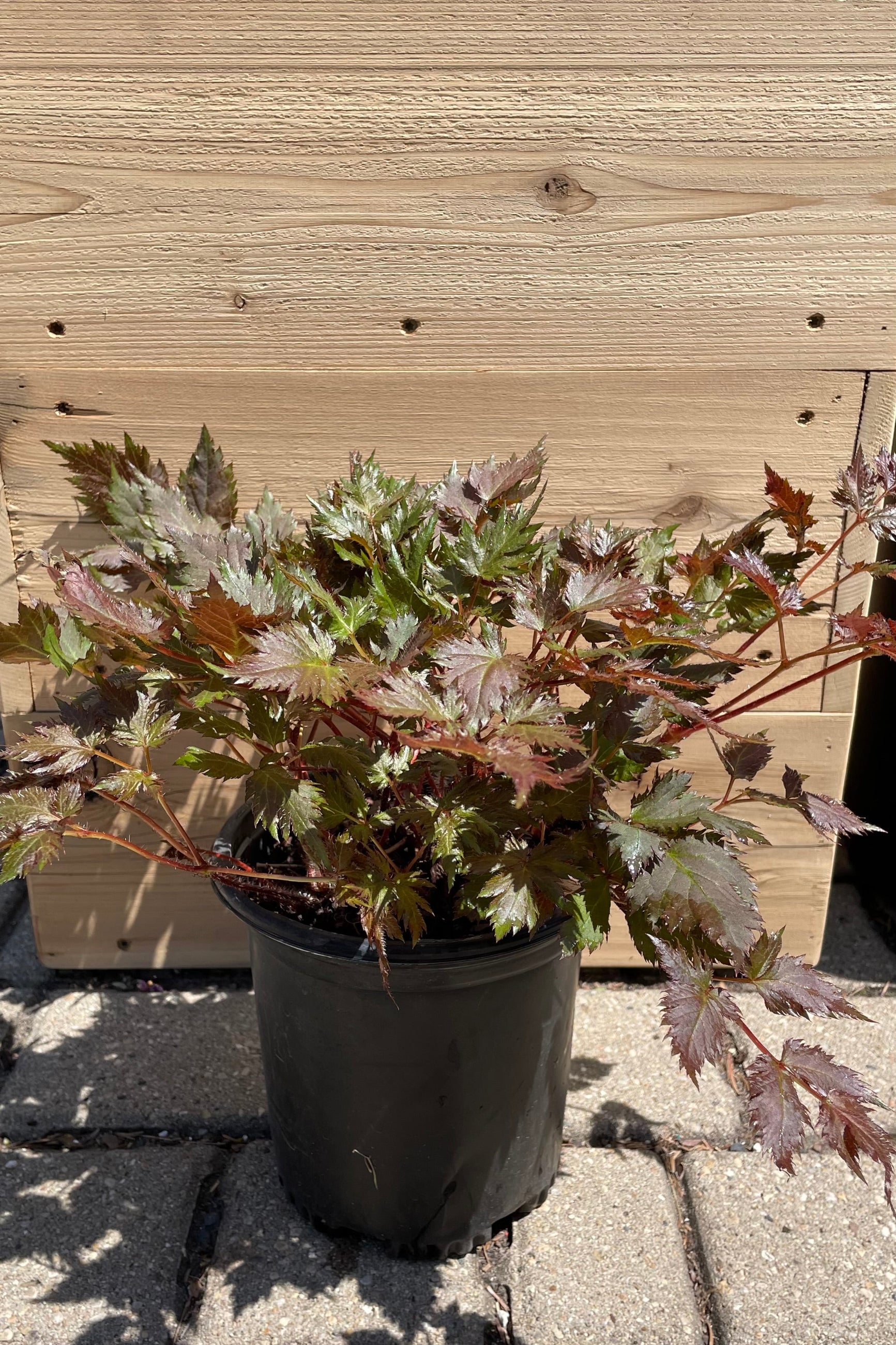 Astile 'Delft Lace' in a #1 pot size the beginning of May showing the striking green tinged with copper foliage before bloom. ©Sprout Home