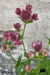 The light lavender delicate blooms of the Astrantia 'Roma' mid to late May