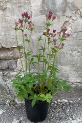 Astrantia 'Roma' in a #1 growers pot in bud and bloom stage with its purple flowers rising above the green foliage mid to late May