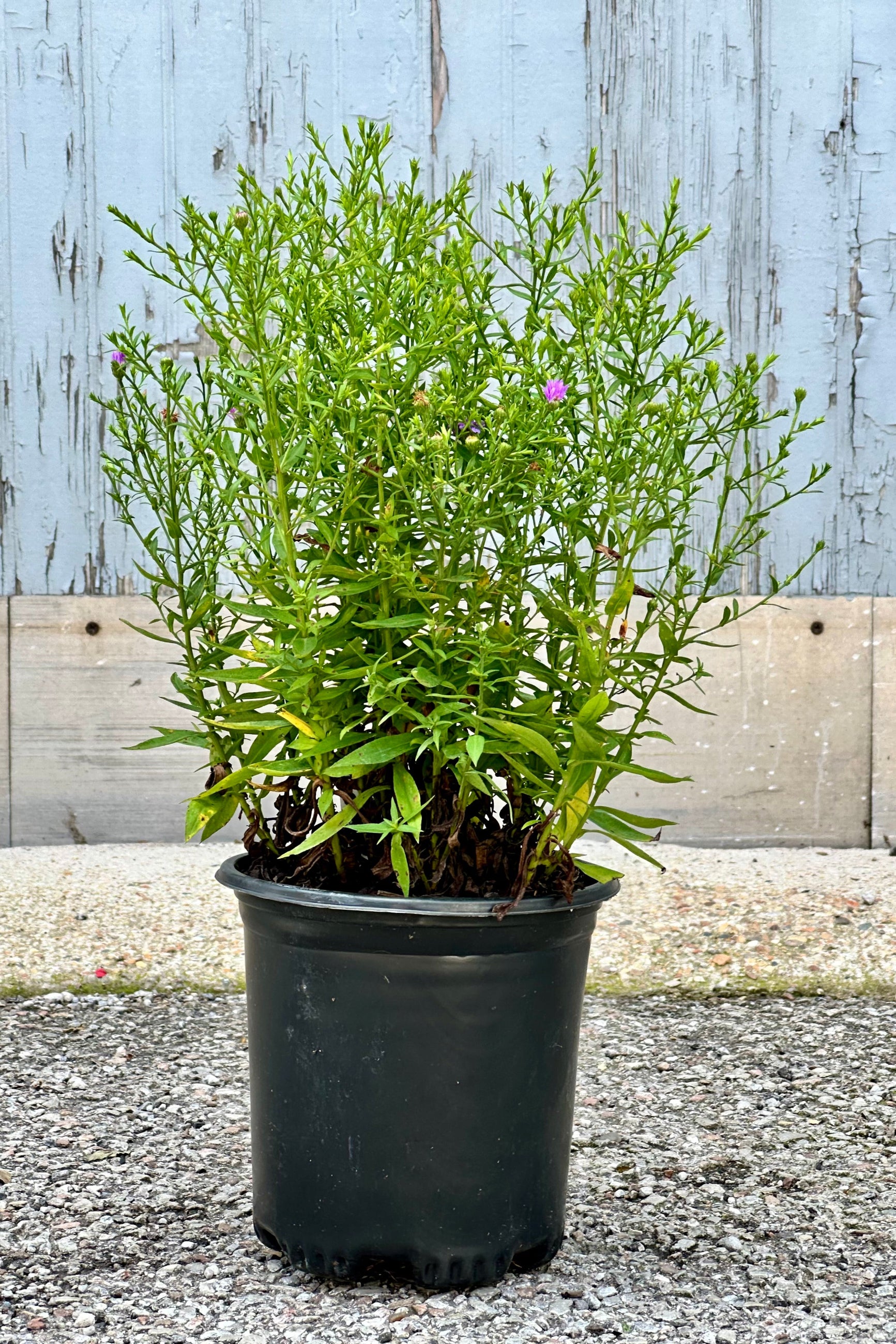 The Aster 'Wood's Purple' in a #1 grower's pot in bud stage mid July about to open with purple flowers.  ©Sprout Home