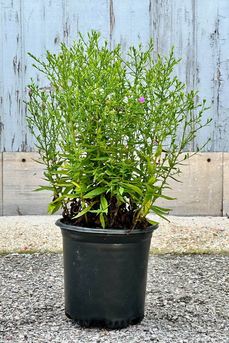 The Aster 'Wood's Purple' in a #1 grower's pot in bud stage mid July about to open with purple flowers. 