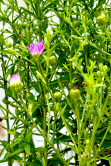 Aster 'Wood's Purple' in bud stage up close with purple flowers starting to open Mid July