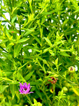 Aster 'Wood's Purple' in bud stage about to bloom in mid July.