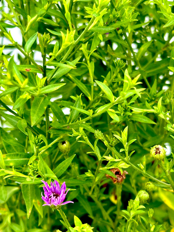 Aster 'Wood's Purple' in bud stage about to bloom in mid July.