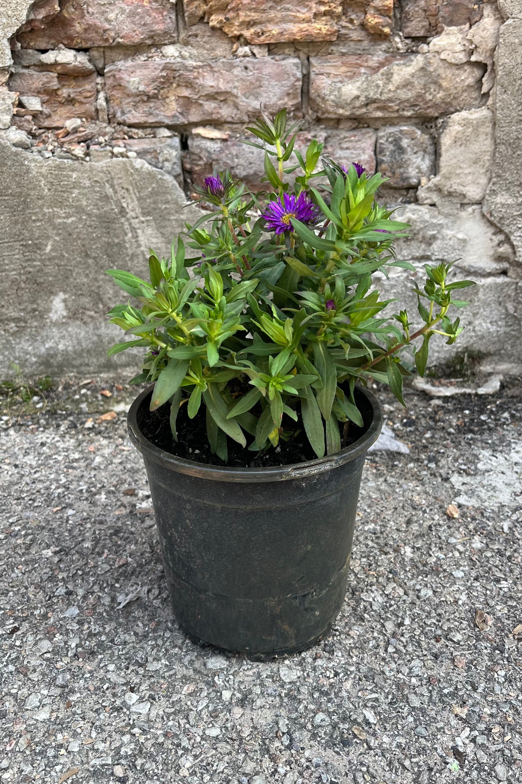 Aster 'Purple Dome' in a #1 growers pot blooming middle of July with its purple flower. ©Sprout Home