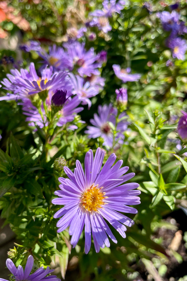 The light purple blue flowers of Aster 'Wood's Light Blue' the middle of October.