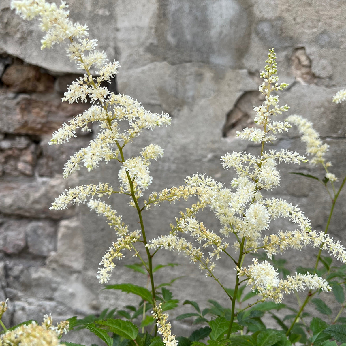Astilbe x 'Bridal Veil' #1 at SPROUT HOME