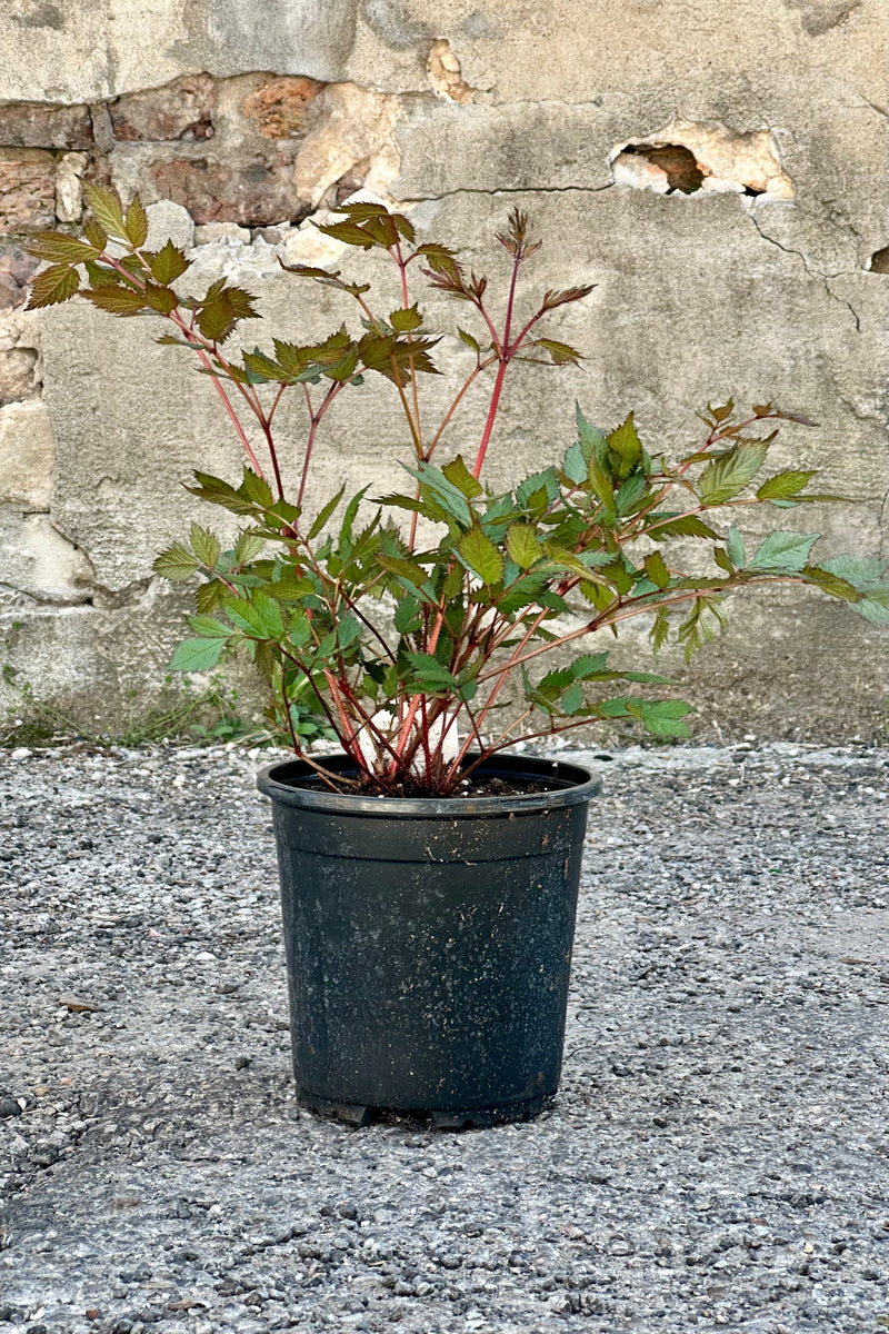 Astilbe 'Maggie Daley' in a #1 growers pot against a concrete wall.