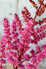 The delicate rose colored flower stalks of Astilbe 'Maggie Daley' mid June