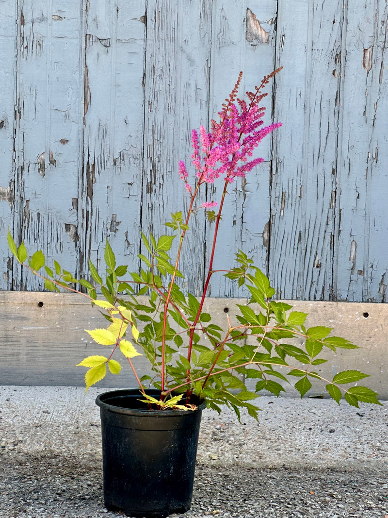 Astilbe 'Maggie Daley' in bloom with pink flowers mid June in a #1 growers pot.