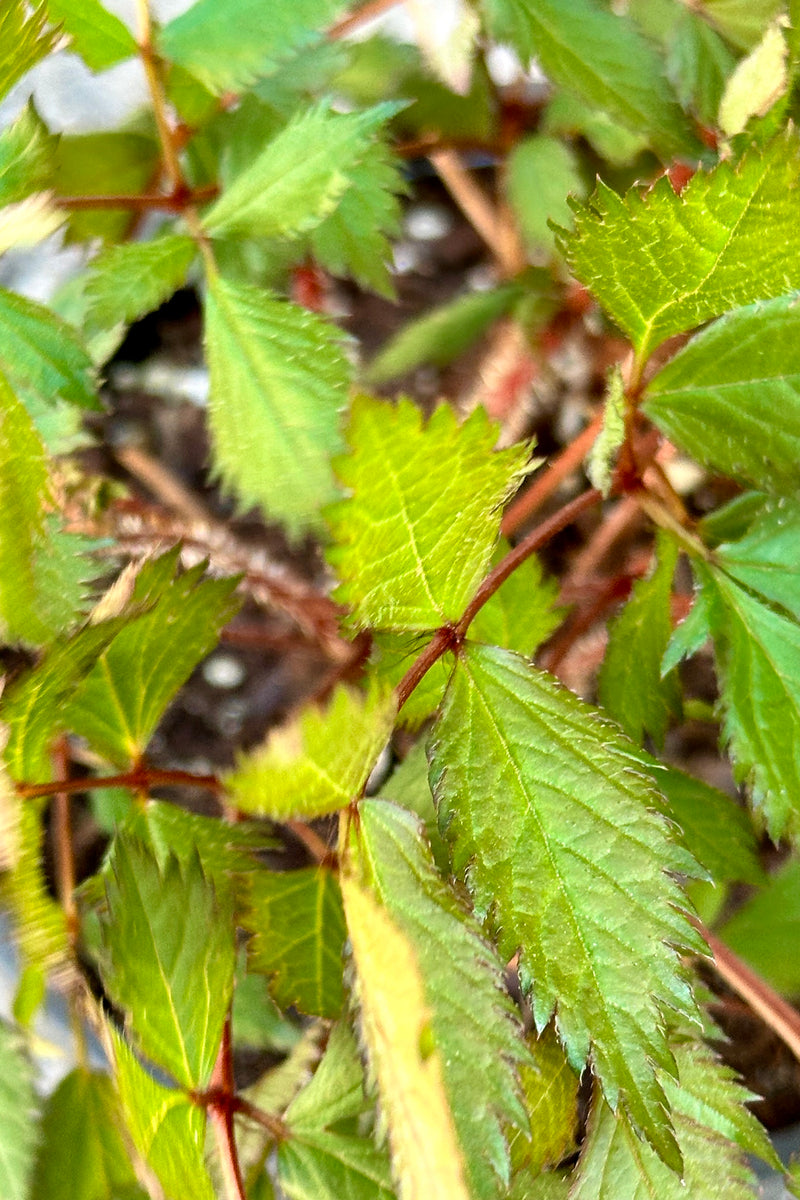 Up close shot of the serrated green leaves and red stems of the Astilbe 'Maggie Daley' the end of April. 