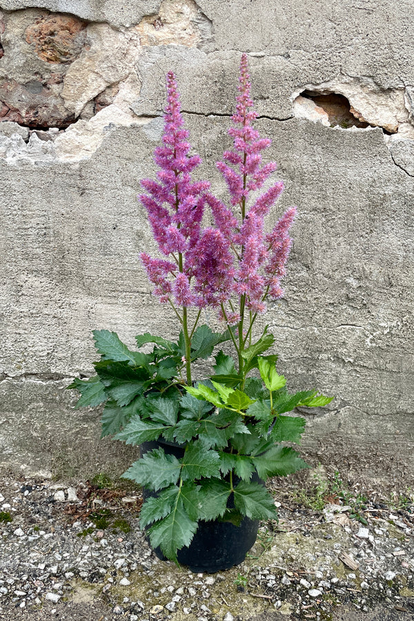 Astilbe 'Visions' in full bloom the end of July in a #1 growers pot in front of a concrete wall at Sprout Home. 