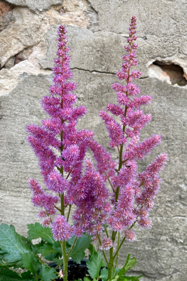 The fuzzy purple pink blooms of Astilbe 'Visions' the end of July