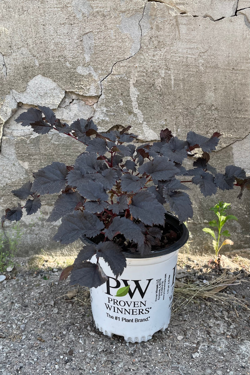 Astilbe 'Dark Side of the Moon' in a #1 growers pot showing off its almost black leaves standing in front of a concrete wall. 