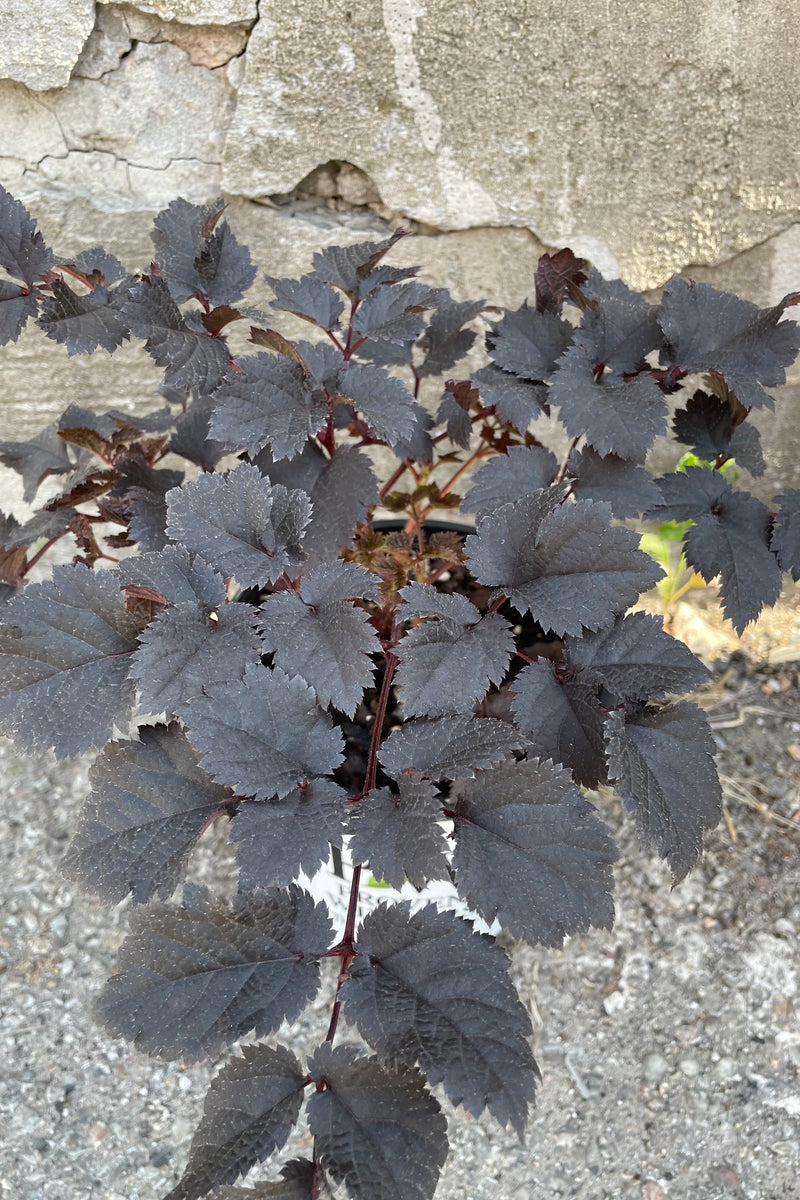 The almost black serrated leaves of the Astilbe 'Dark Side of the Moon'