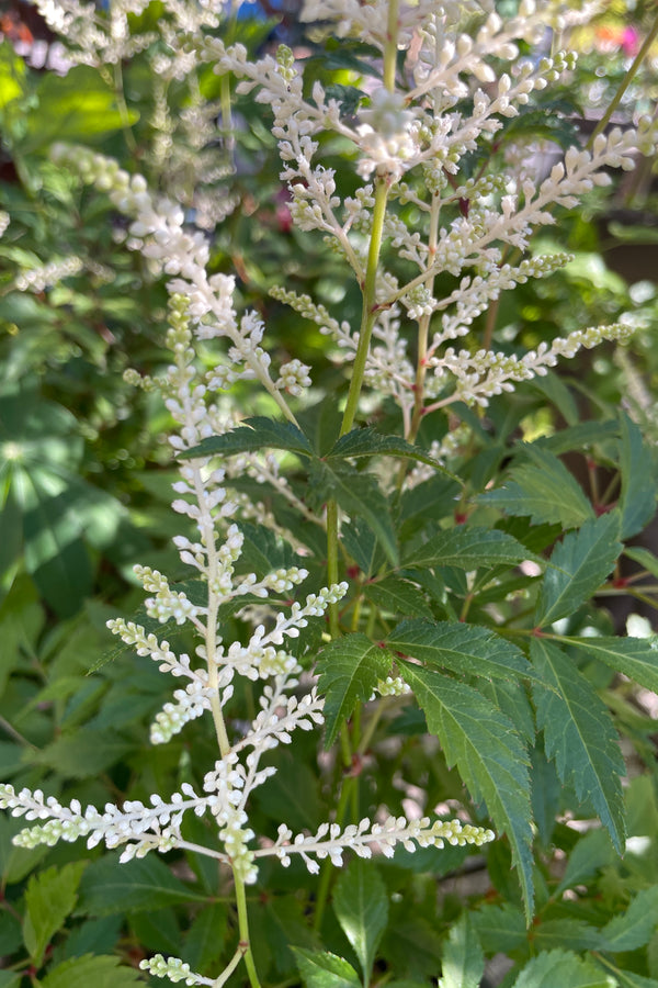 Detail of the white bud and bloom of Astilbe j. 'Deutschland' the middle/end of May at Sprout Home. 