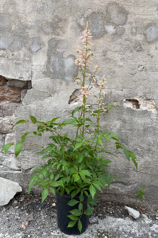 Astilbe 'Peach Blossom' in a #1 growers pot the middle of June with its light peach colored flowers popping above the delicate toothed foliage. 