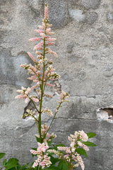 The light peach bloom of the Astilbe 'Peach Blossom' the middle of June against a concrete wall. 