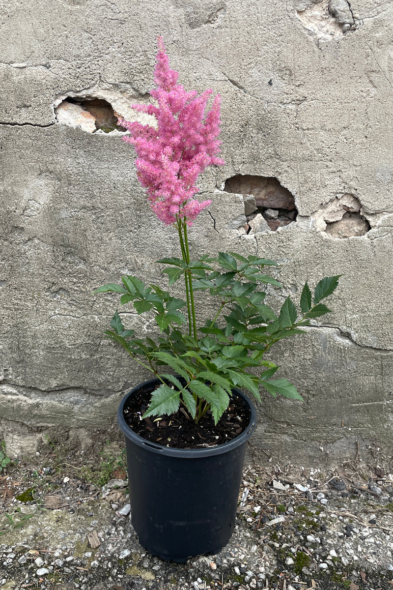 Astilbe 'Rheinland' in a #1 growers pot in full bloom with its pink flowers the end of July