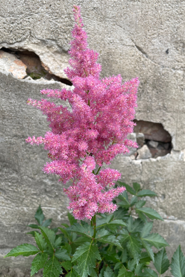 The pink fuzzy looking bloom of Astilbe 'Rheinland' the end of July up close at Sprout Home. 