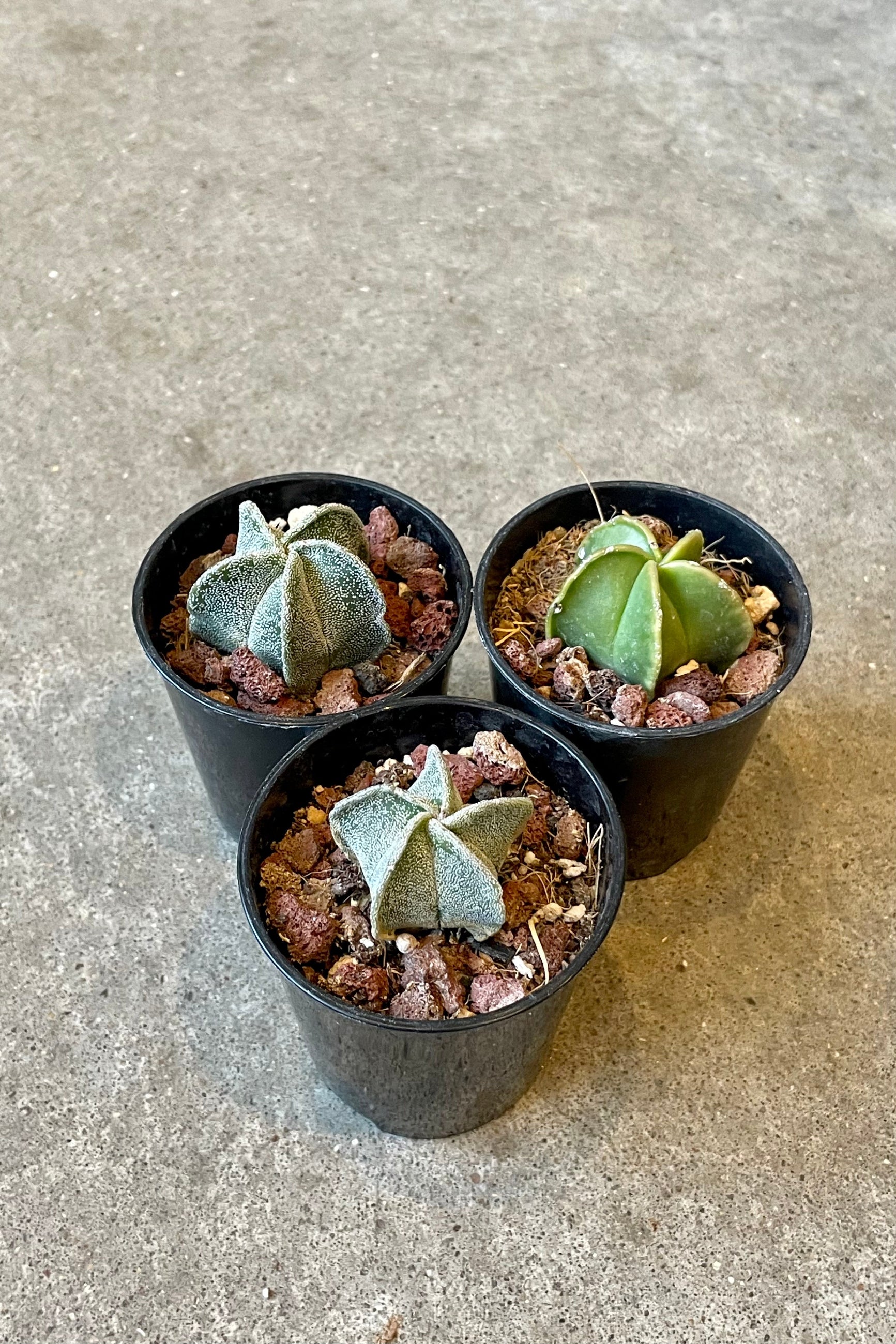 A full view of a trio of Astrophytum myriostigma "Bishop Cap" 2" in grow pot against concrete backdrop ©Sprout Home 