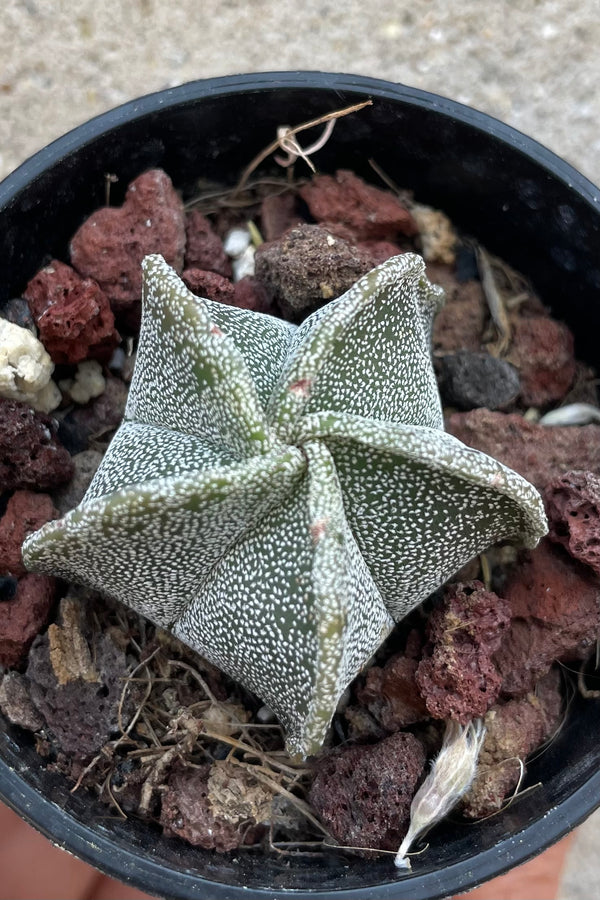 An overhead detailed view of Astrophytum myriostigma "Bishop Cap" 2" against concrete backdrop