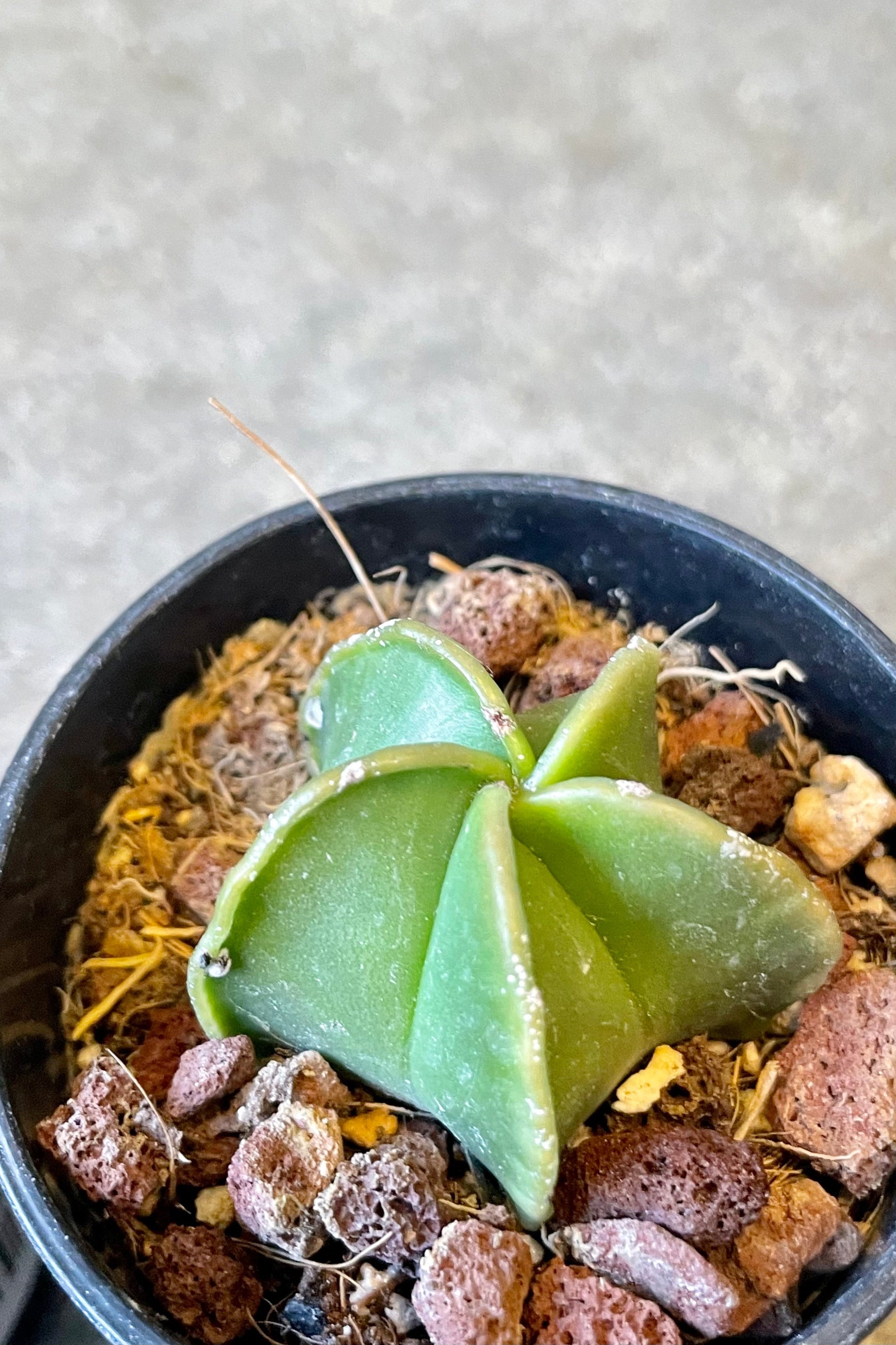 An overhead detailed view of Astrophytum myriostigma "Bishop Cap" 2" against concrete backdrop ©Sprout Home 