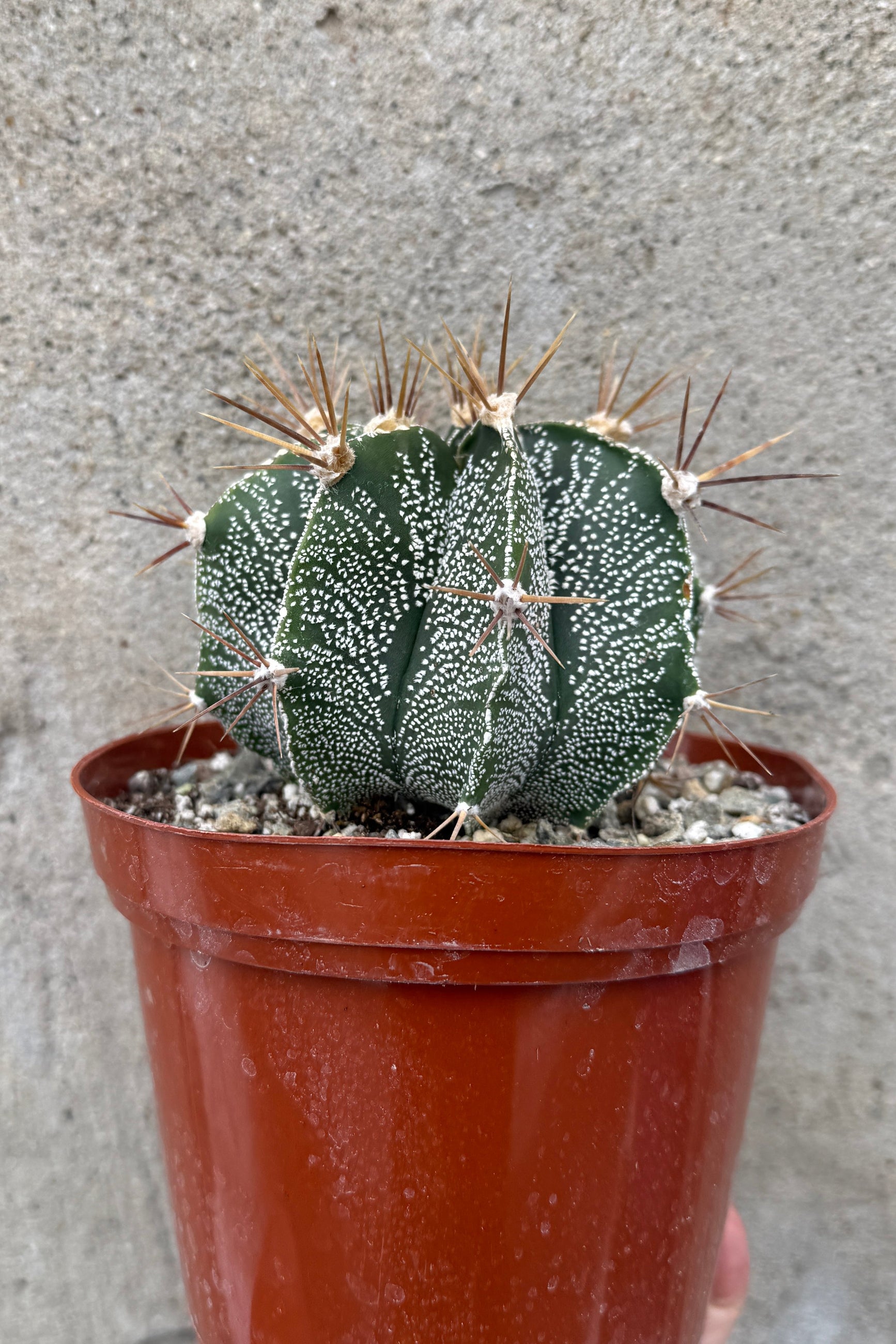 Potted Astrophytum ornatum var. mirabelli cactus with spines in a 6" growers pot against a textured wall ©Sprout Home