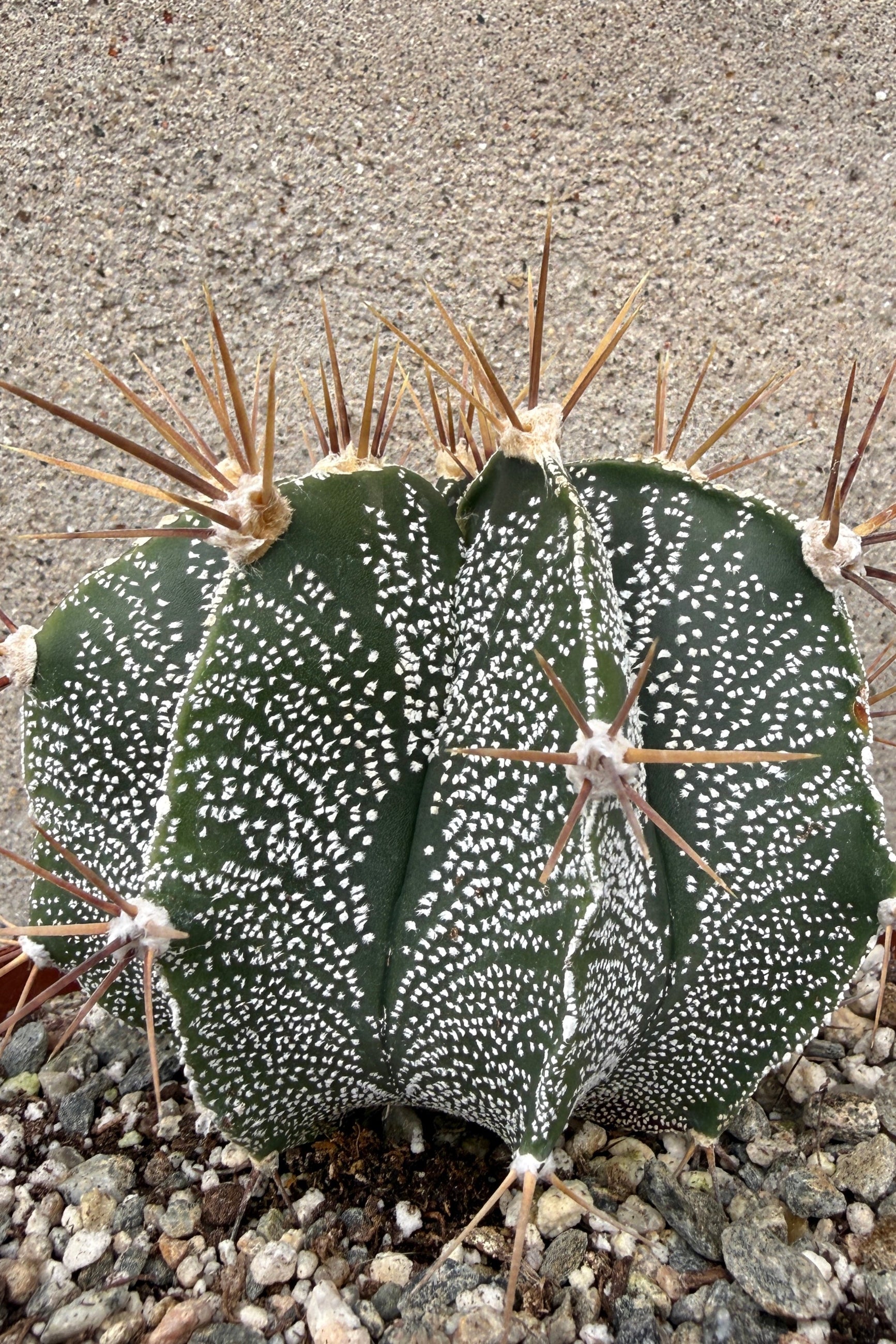 Astrophytum ornatum var. mirabelli 6