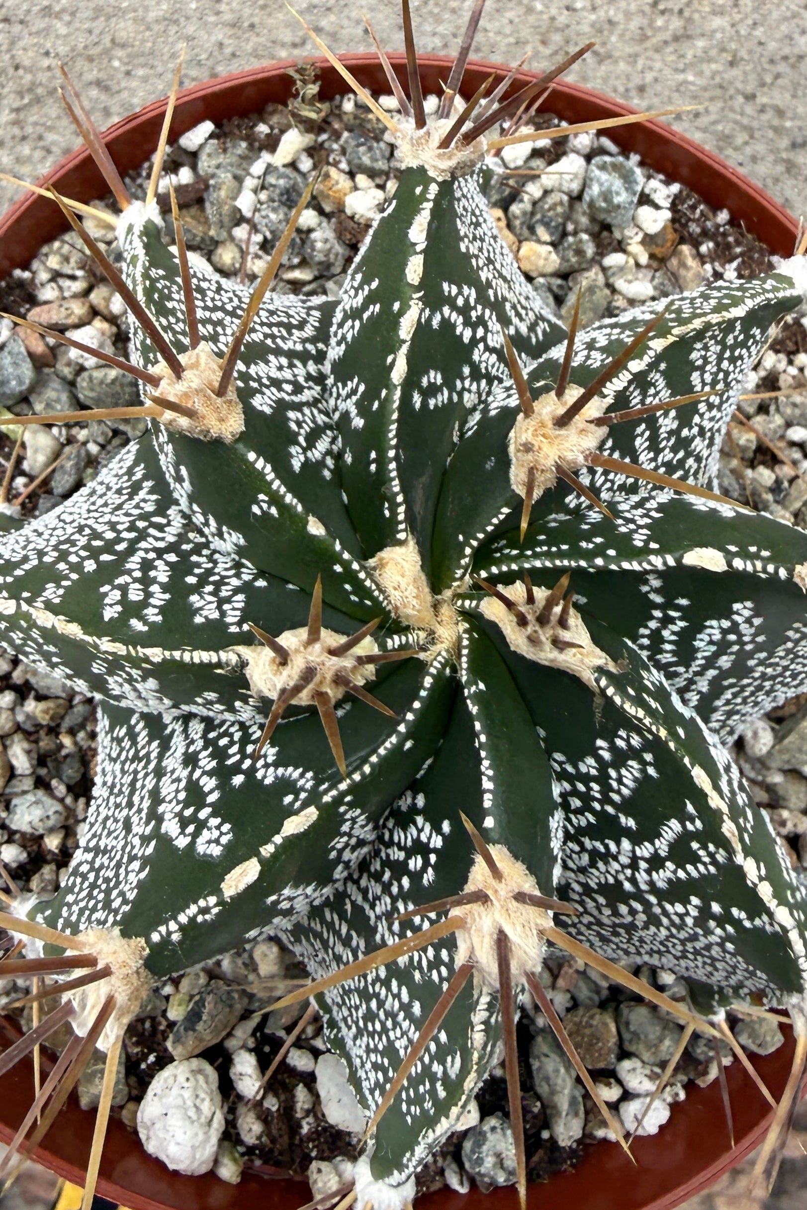 Cactus Astrophytum ornatum var. mirabelli plant with patterned leaves in a pot on a stone surface ©Sprout Home