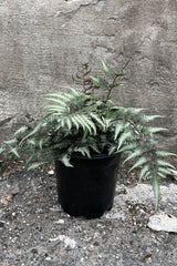 Athyrium 'Godzilla' in a #1 growers pot mid June showing its green and white fronds with red stems. 