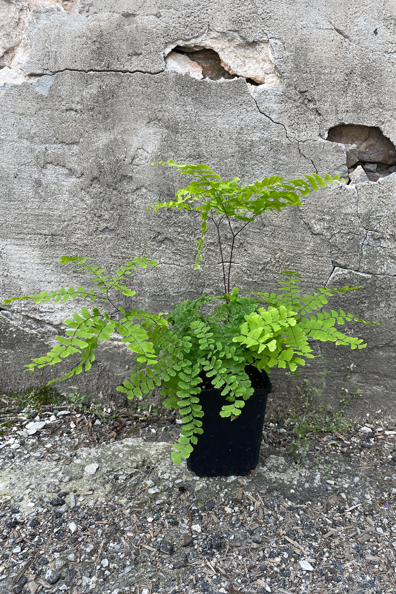 Adiantum pedatum in a quart size growers pot the end of May showing off its delicate fronds. 