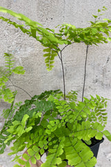 Close up picture of the thin leaves of the Adiantum pedatum at Sprout Home. 