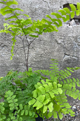 Maindenhair fern up close with its thin papery leaves. 