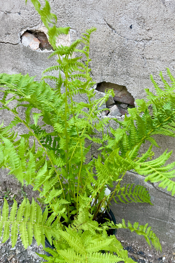 A detail of the soft green leaves of the Athyrium Felix-femina the beginning of June.