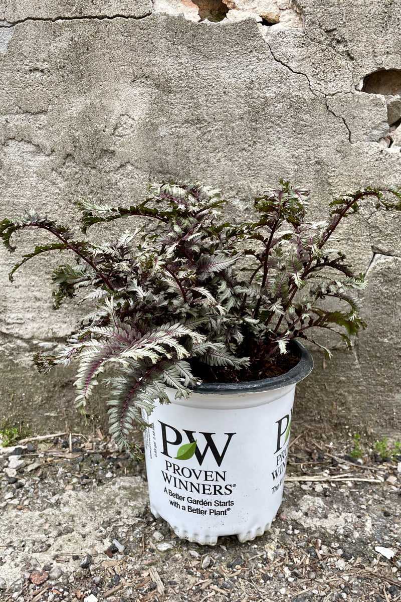 Anthyrium 'Crested Surf' in a #1 growers pot the end of April showing off its sexy and frilly burgundy and silver foliage. 