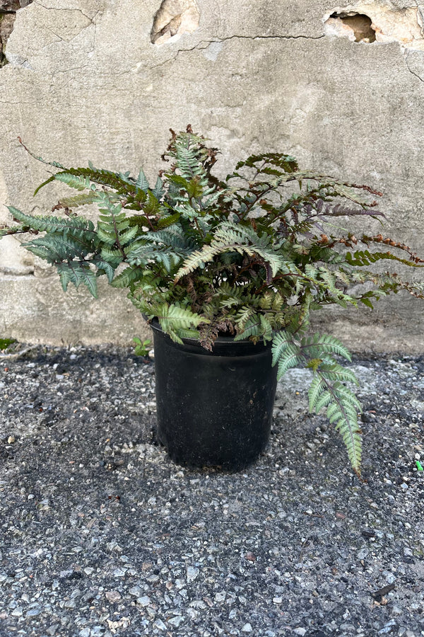 Image of Athyrium niponicum 'Pictum', or "Japanese Painted Fern" in a #1 grower's pot, showing the colorful fronds in a blend of soft gray red and green in later summer at Sprout Home