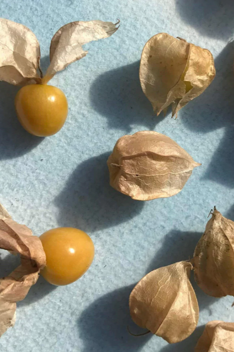 Aunt Molly Ground Cherry image of the fruit and shell by Hudson Valley Seed Company